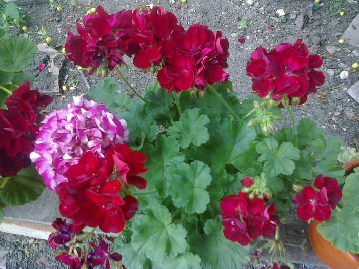  - A-Flori 2014