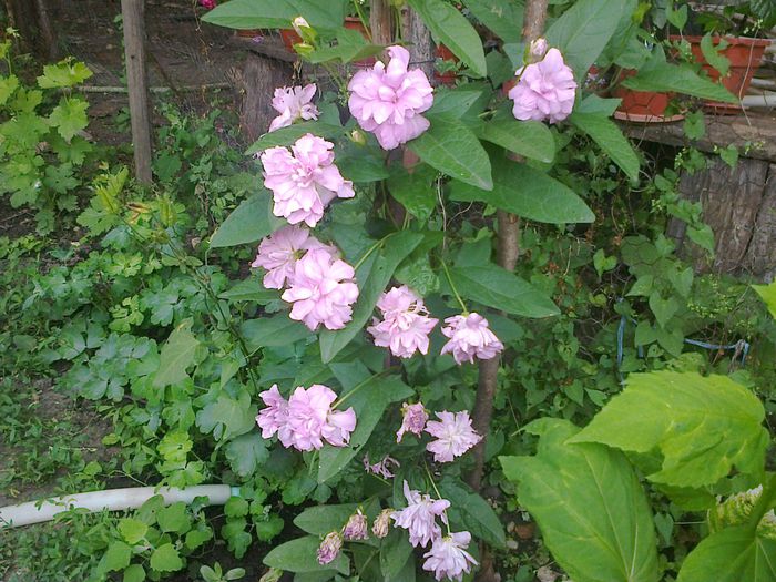 Calystegia