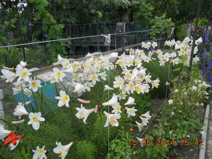 DSCN3129 - flori din gradina