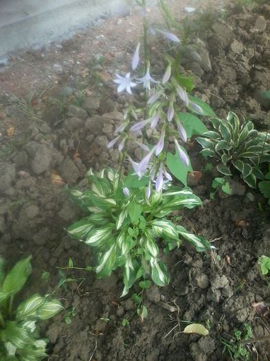 ondulata variegata - Hoste hortensii heuchera 2014 2015
