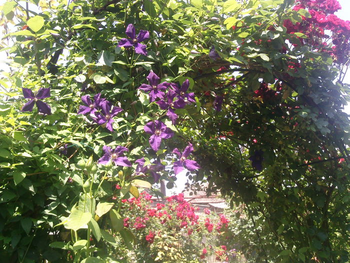 Photo3001 - 2014 Trandafiri si clematis