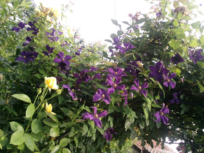 Photo3007 - 2014 Trandafiri si clematis