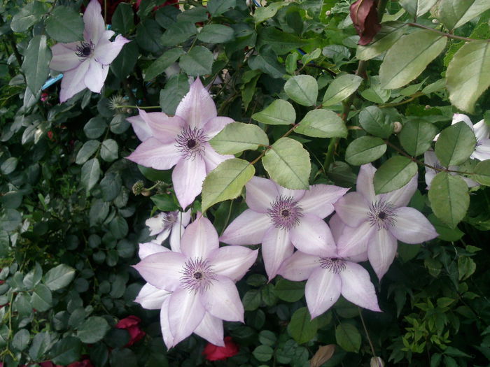 Photo3008 - 2014 Trandafiri si clematis
