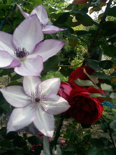 Photo3011 - 2014 Trandafiri si clematis
