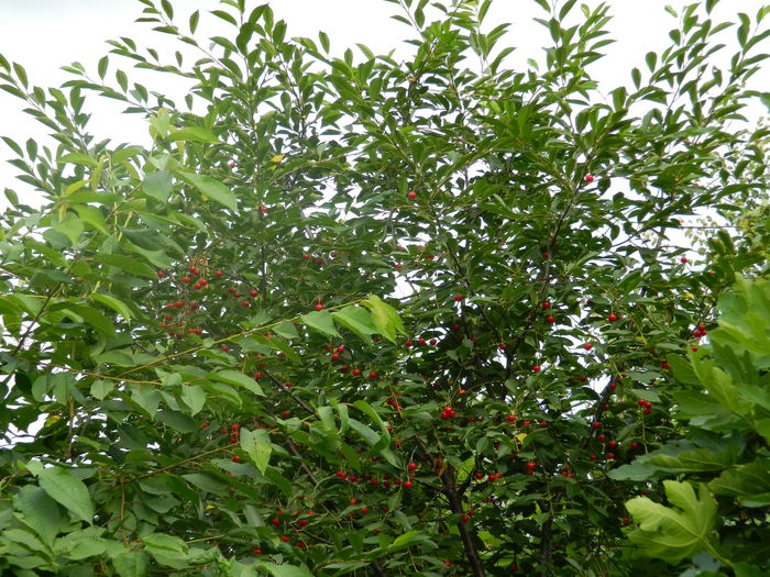 DSCN8286 - IUNIE_2_2014