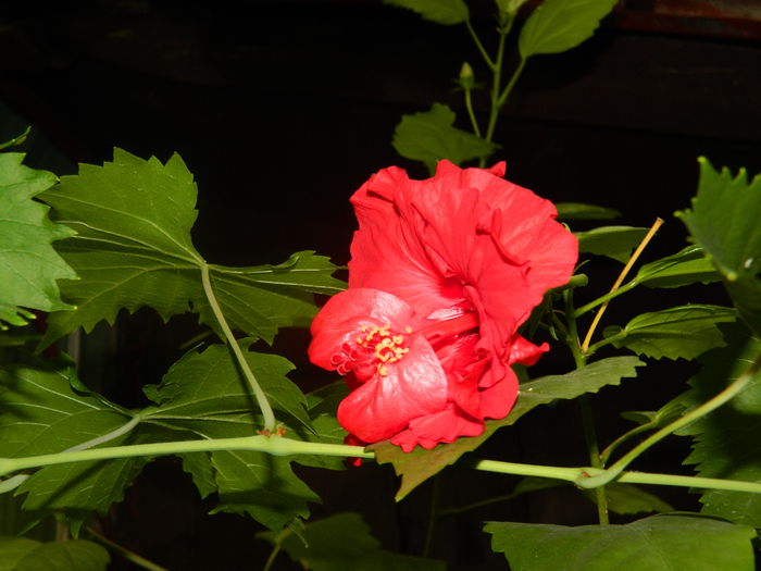 DSCN8319 - IUNIE_2_2014