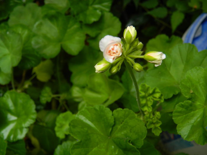 DSCN8330 - IUNIE_2_2014