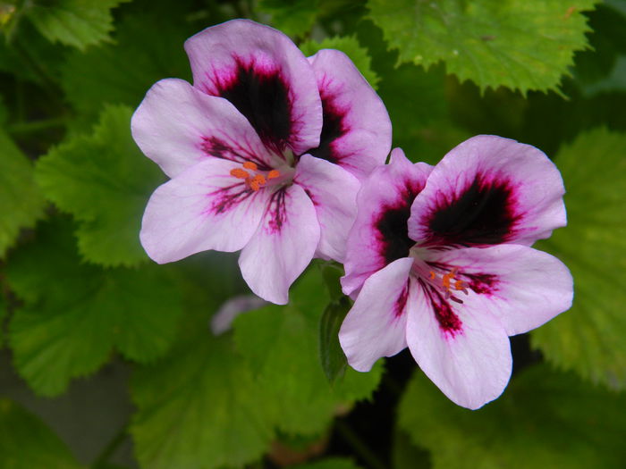 DSCN8348 - IUNIE_2_2014