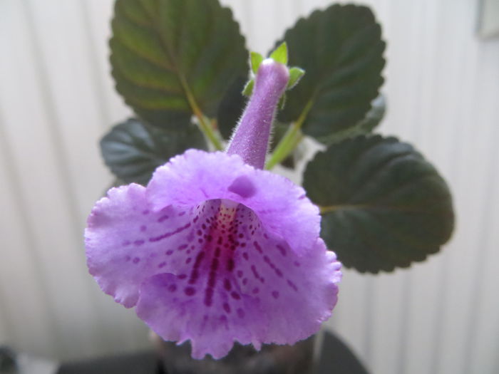 srg s extra tonic - mini sinningii