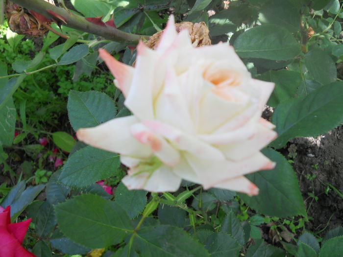 DSCN6476 - A35 TRANDAFIRI 2014