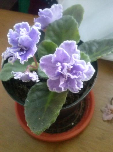 Flora Queen - Violete inflorite 2014