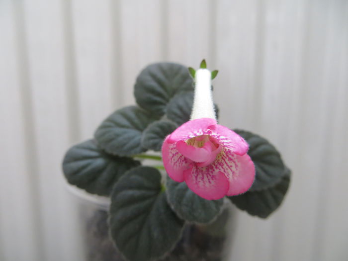 Heartland s double dilly - mini sinningii 2014