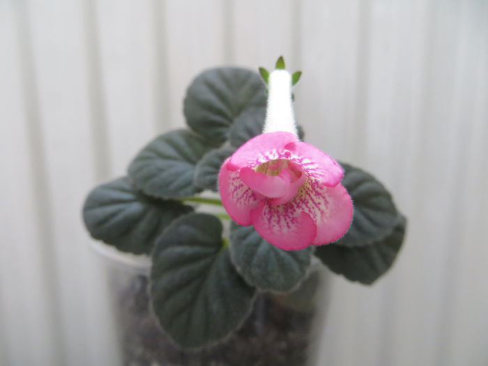  - mini sinningii 2014