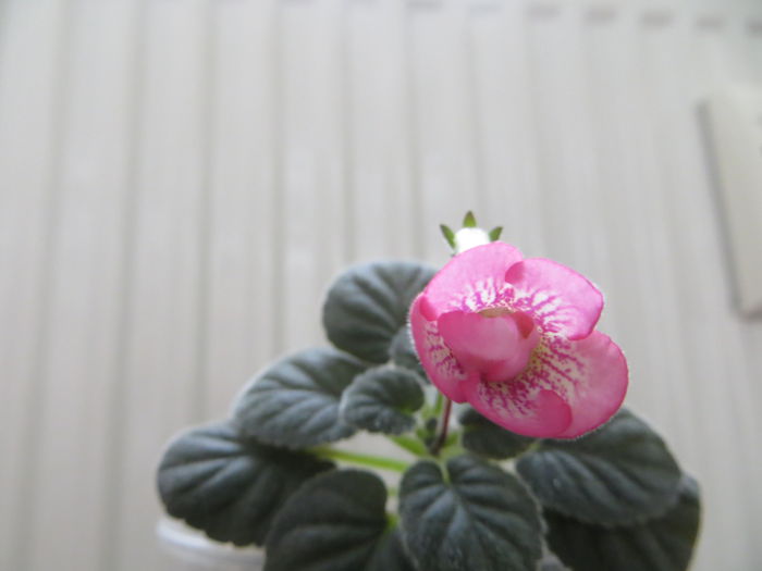  - mini sinningii 2014
