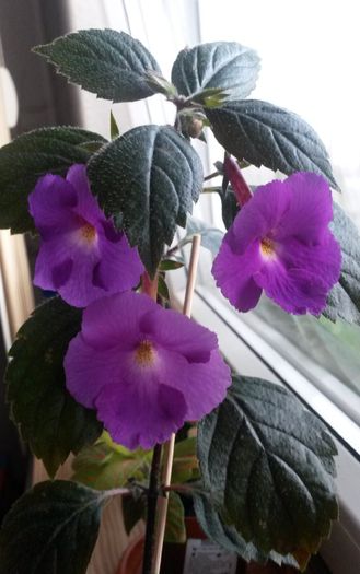 Achimenes 1 - Flori 2014