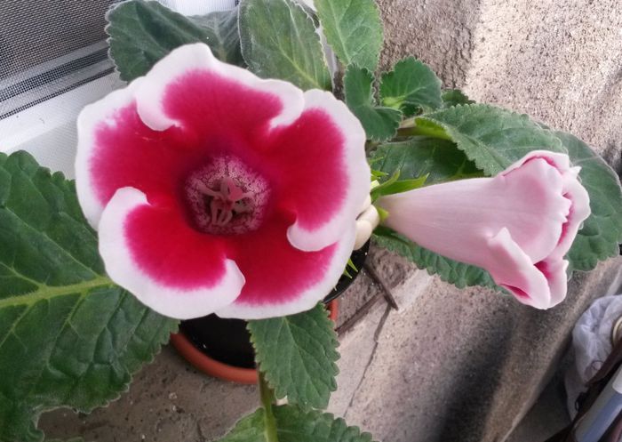 Kaiser Friedrich - Gloxinia