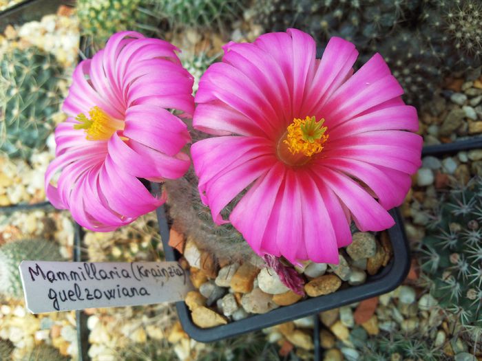 Photo0093 - Mammillaria guelzowiana