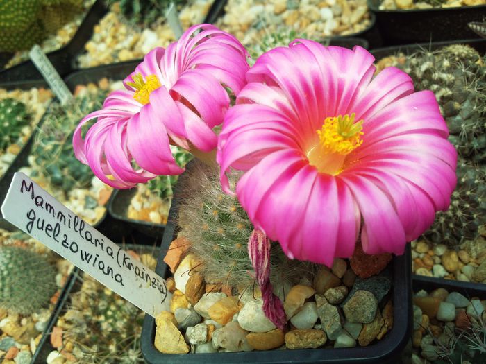 Photo0094 - Mammillaria guelzowiana