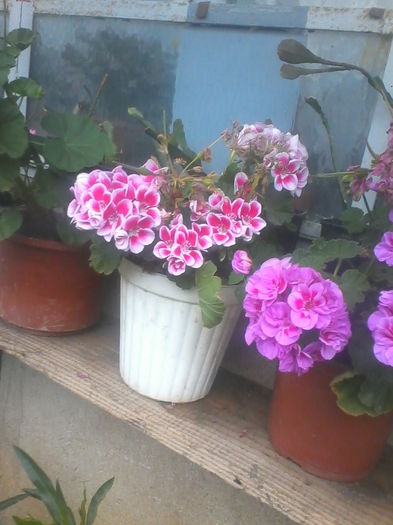 IMG_20140616_145652 - Flori