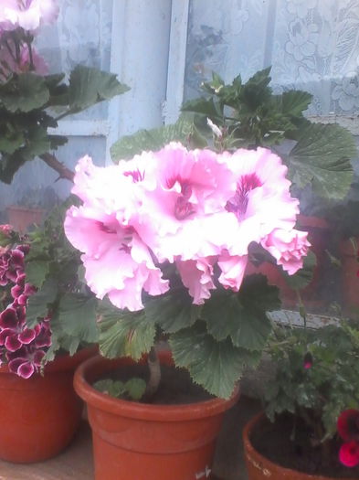 IMG_20140616_145641 - Flori