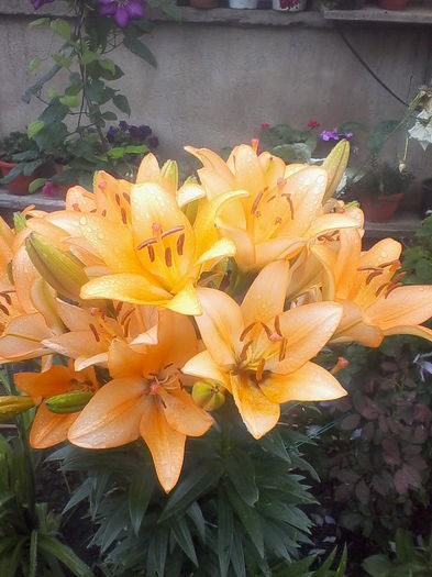 IMG_20140616_144934 - Flori