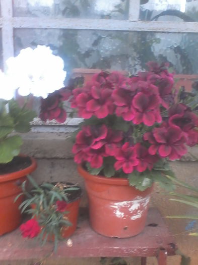 IMG_20140616_145632 - Flori