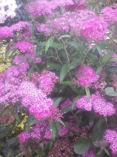 IMG_20140616_145535 - Flori