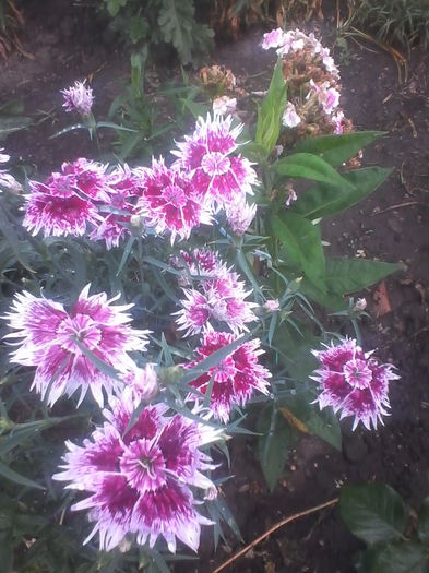 IMG_20140616_145523 - Flori