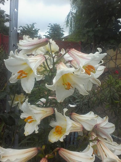 IMG_20140616_145504 - Flori