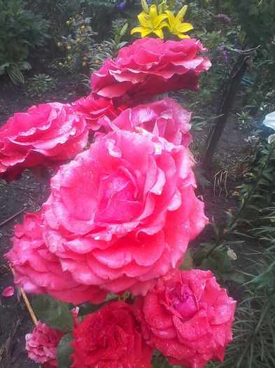 IMG_20140616_145347 - Flori