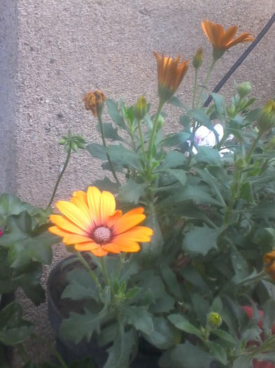 IMG_20140616_145330 - Flori