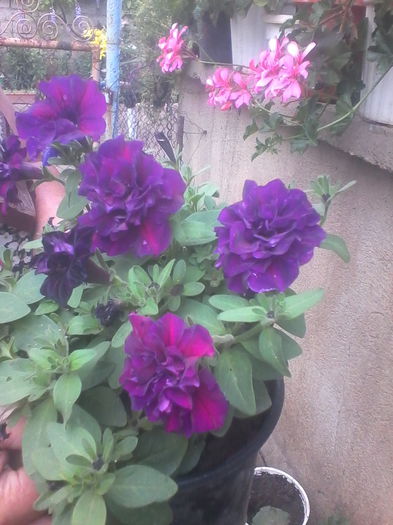 IMG_20140616_145447 - Flori