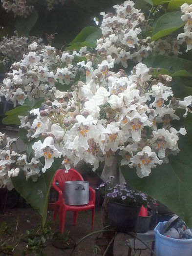 IMG_20140616_145132 - Flori