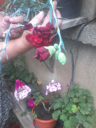 IMG_20140616_145418 - Flori