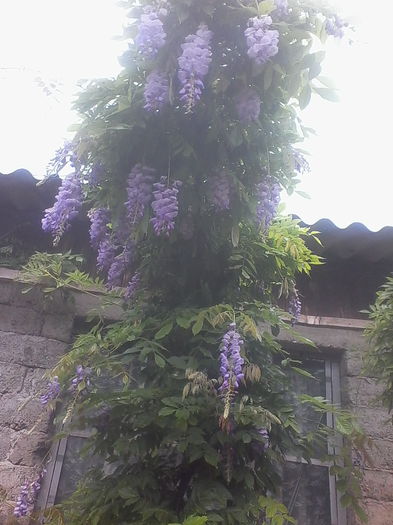 IMG_20140616_145256 - Flori