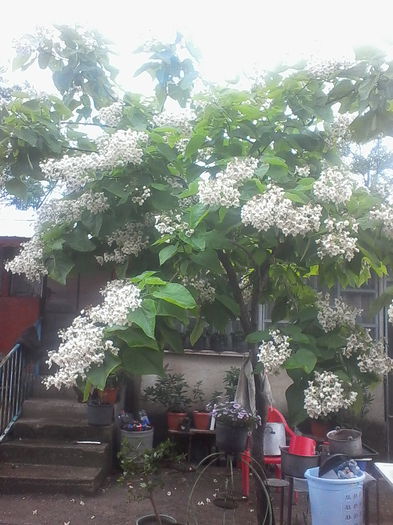 IMG_20140616_145125 - Flori