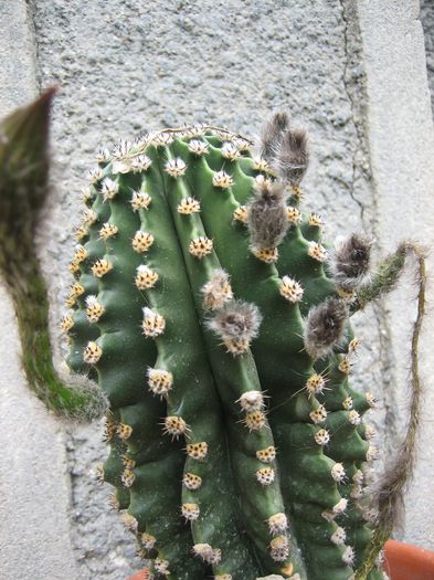 Picture 1861 - cactusi