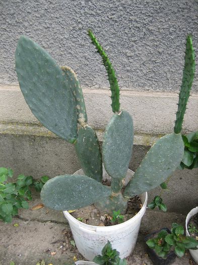 Picture 1859 - cactusi