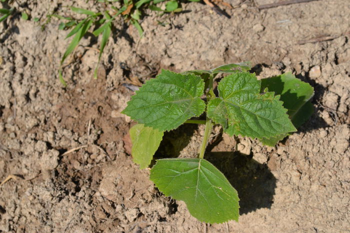 DSC_0219 - locul plantatiei