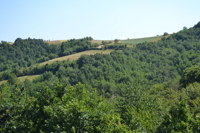 DSC_0226 - locul plantatiei