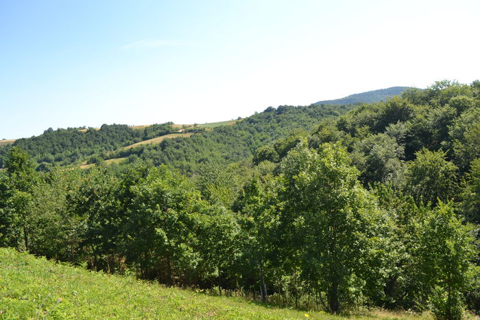 DSC_0227 - locul plantatiei