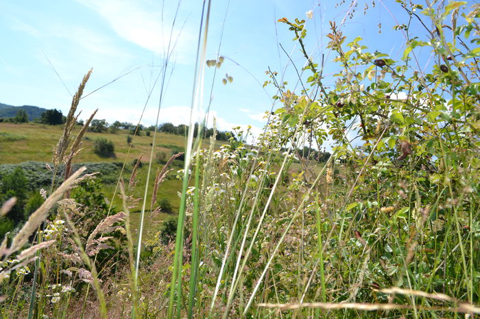 DSC_0228 - locul plantatiei