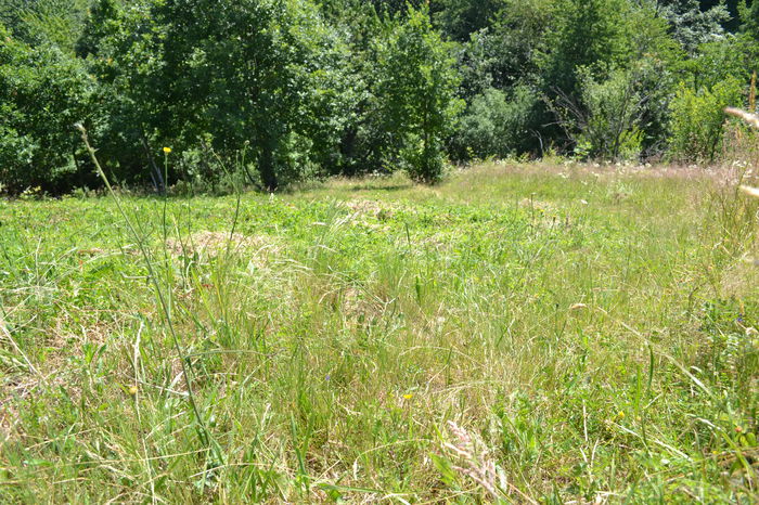 DSC_0229 - locul plantatiei