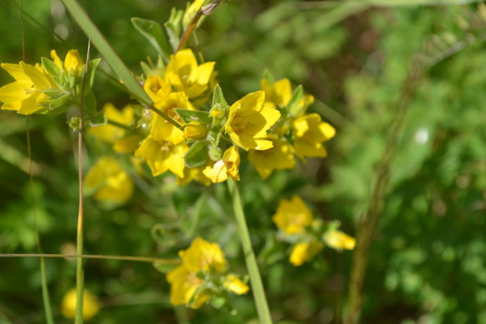 DSC_0232 - locul plantatiei