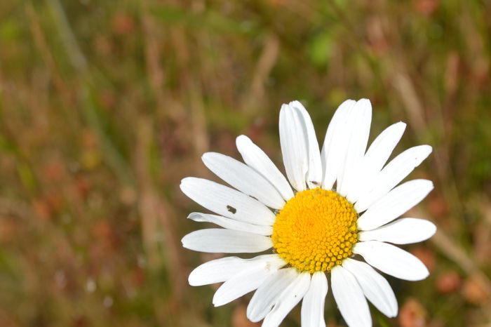 DSC_0234 - locul plantatiei