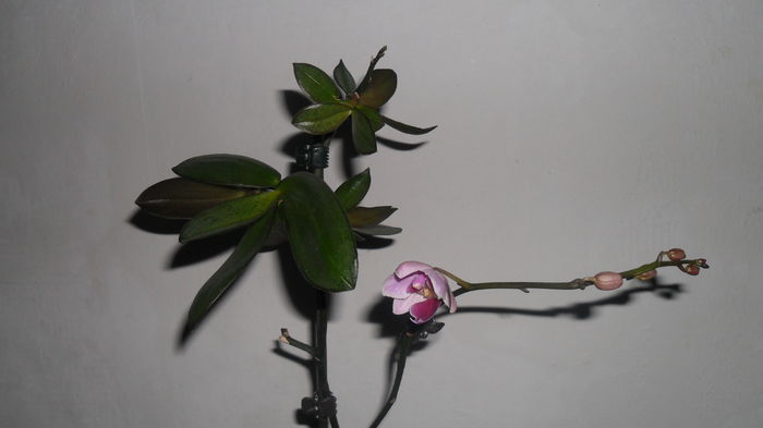Evolutie orhidee 15 iunie 2014 002 - frumoasele mele