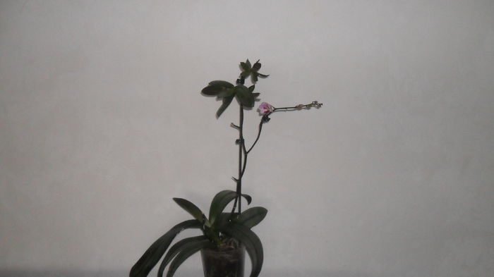 Evolutie orhidee 15 iunie 2014 001 - frumoasele mele