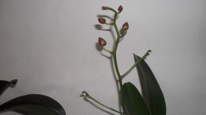 Evolutie orhidee 15 iunie 2014 004 - frumoasele mele