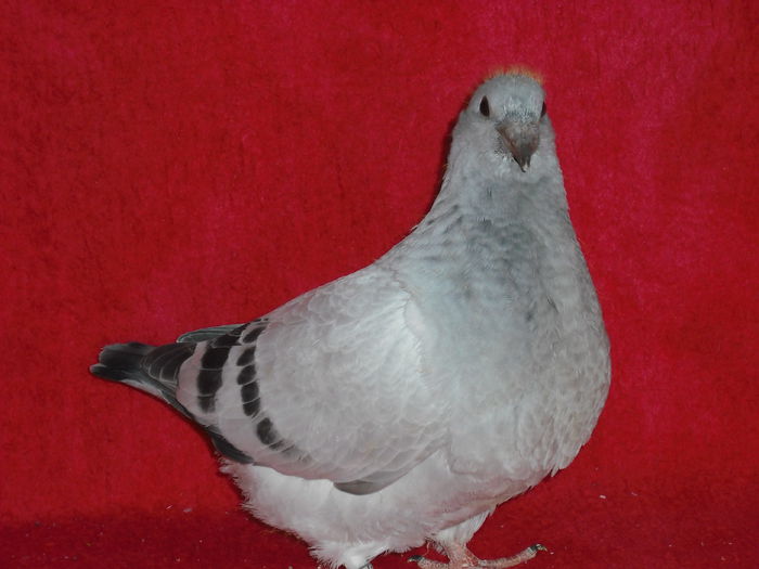 639-2014 - Tineret 2014
