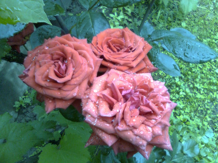 DOC POZE 021 - A___PRIMAVARA-VARA 2014